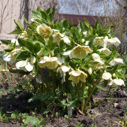 Морозник Кавказский Морозник Кавказский