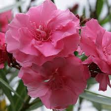 Олеандр Pink Double Dwarf ( Розовый махровый)